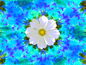 PsychedelicFlower