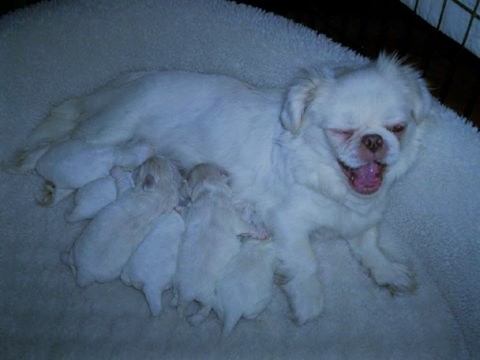 Juliet&amp;Puppies (2)