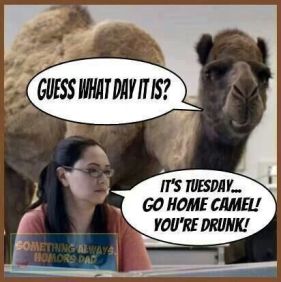 CamelWednesday