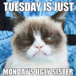 TuesdayGrumpyCat