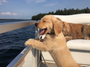 PuppyOnYacht