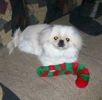 Casey'sFirstChristmasMA34239211-0004122MA36022691-0007 (2)