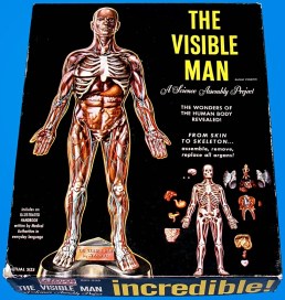 Visible Man
