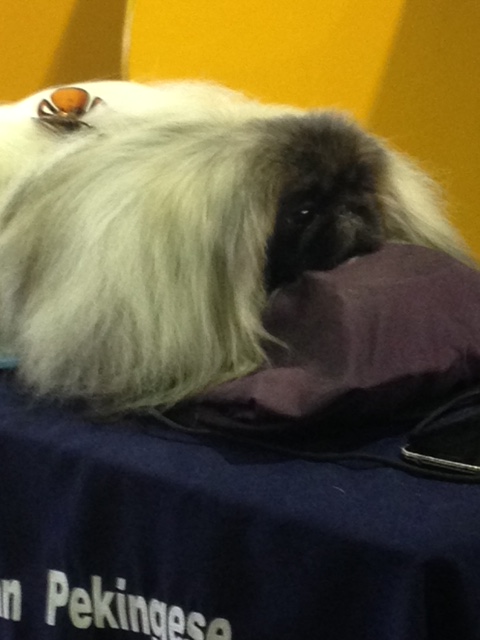 Westminster2016-Peke