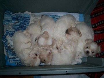 Juliet'sBabies-GroupShot3