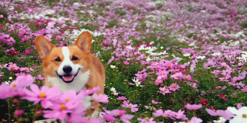SpringCorgy