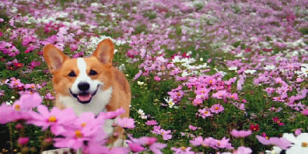SpringCorgy