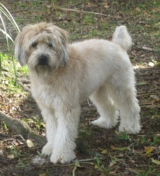 WheatenTerrior