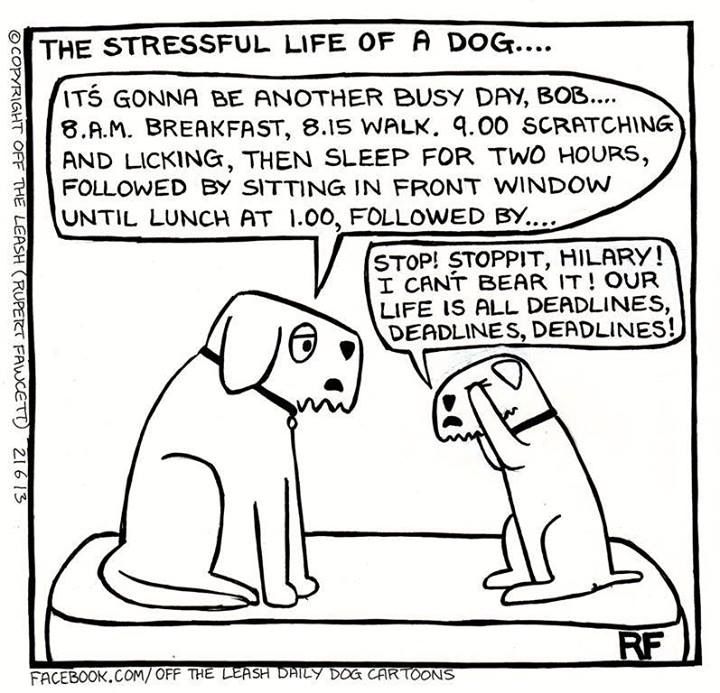 DogLifeCartoon