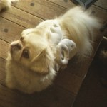 Halloween2008Juliet-2 (3)