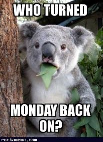 MondayKoala