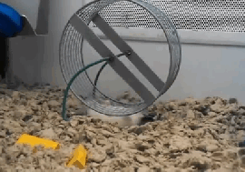 HamsterWheel2