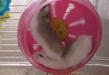 HamsterWheel4