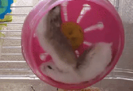 HamsterWheel4