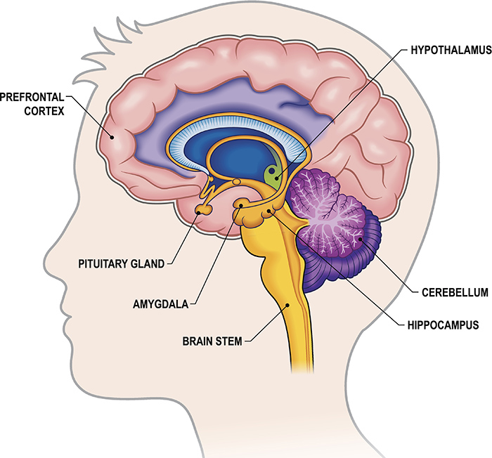 Brain Cross-section with labels