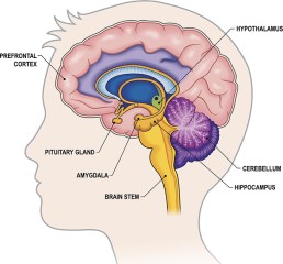 Brain Cross-section with labels