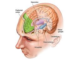 Amygdala2