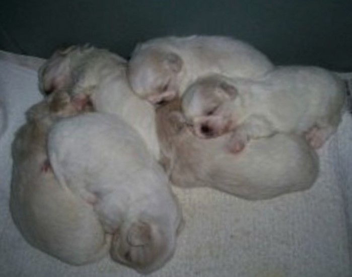 juliet'sbabies-sleeping-3 (2)