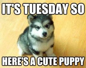 tuesdaycutepuppy