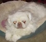 JulietSpring2017 (2)