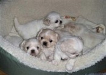 Juliet'sBabies4 (2)-2